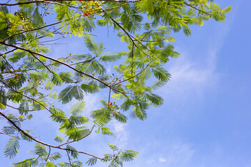 Barbados pride flower or dwarf poinciana, flower fence, paradise flower, peacock's crest, pride of barbados