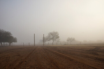 Neblina en el campo con mezquite de fondo