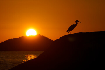 Paisaje de contraluz de un ave frente al mar durante la puesta de sol.