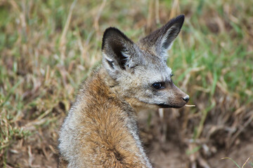 Bat Eared Fox at Serengeti National Park, Tanzania