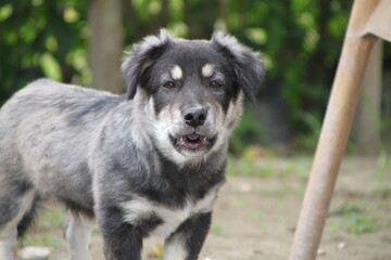 A close-up photo of a fluffy, gray and white dog with floppy ears and a friendly expression.