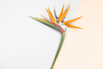 Top view tropical leaves on vibrant background. Summer flat lay composition. © Kotkoa