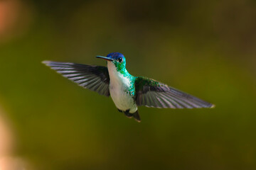 Colibrí © rianrelo