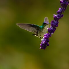 Colibrí © rianrelo