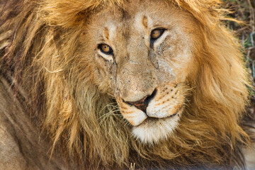 Adult lion close up at Serengeti National Park, Tanzania