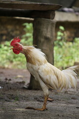 crowing rooster