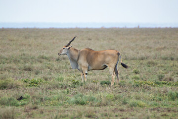 Naklejka na ściany i meble A lone Eland at Serengeti National Park, Tanzania