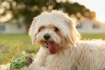Puppy playing in the grass.