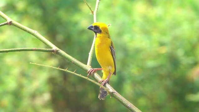 Yellow bird standing on a tree