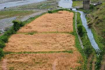 crop of the wheat in the village 