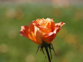 オレンジ色のバラ　アリゾナ