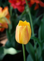Closeup colorful tulip flower with sunny