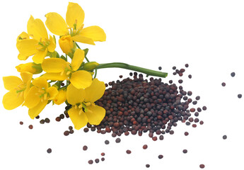 Closeup of mustard flowers - 605088348