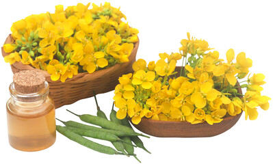 Mustard flowers with beans and oil