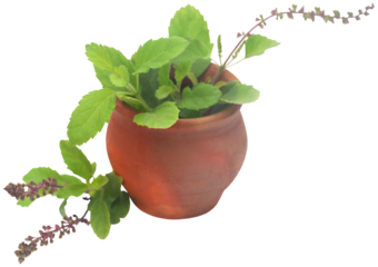 Medicinal tulsi leaves