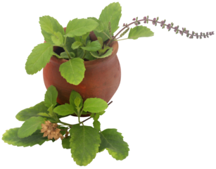 Medicinal tulsi leaves