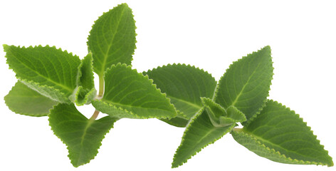 Oregano leaves