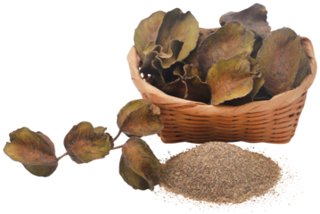 Ayurvedic arjun fruit with ground powder