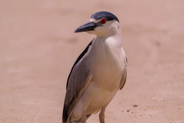 Animal garça Real, em um fundo desfocado de areia.