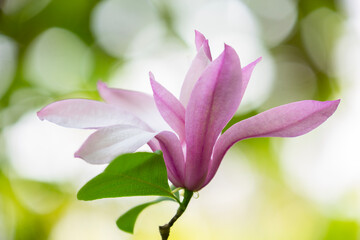 Fototapeta premium Beautiful, vibrant magnolia blossom in springtime 