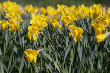Obraz premium Blooming daffodils (Narcissus jonquilla) - a species of plants from the amaryllis family, spring, Poland, Pomeranian Voivodeship