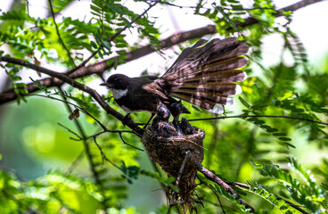 Mother bird and baby bird in the nest