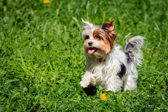 Funny Yorkshire terrier close-up on a background of grass.