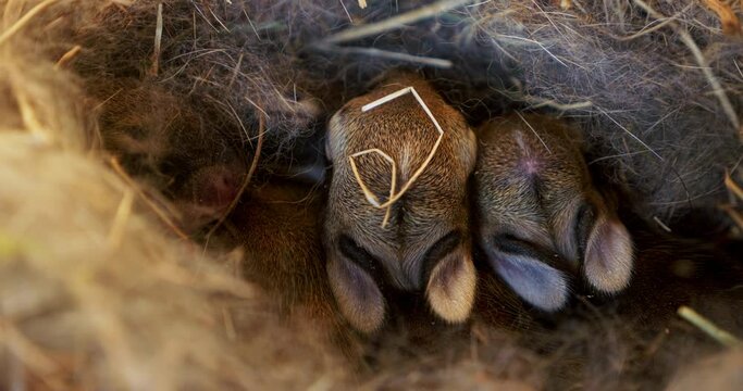 Clip showcasing newborn rabbits nestled in a straw nest, a serene portrayal of early life in the animal kingdom.