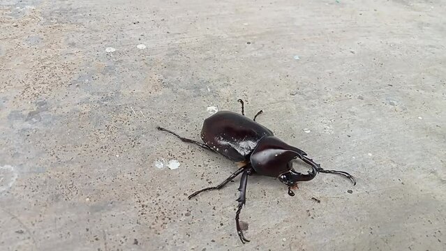 Kumbang badak, xylotrupes gideon, the brown rhinoceros beetle, is a species of large scarab beetle belonging to the subfamily Dynastinae. 