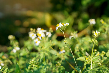 biden alba is a grass flower that grows on the side of the road sensitive to the wind Compared to love that is full of freedom. soft and selective focus.
