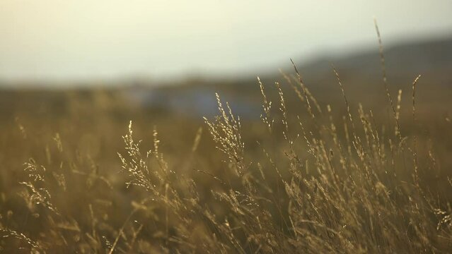 Golden grass with seeds blowing in evening breeze