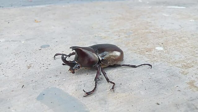 Kumbang badak, xylotrupes gideon, the brown rhinoceros beetle, is a species of large scarab beetle belonging to the subfamily Dynastinae. 