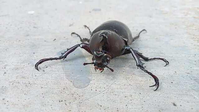 Kumbang badak, xylotrupes gideon, the brown rhinoceros beetle, is a species of large scarab beetle belonging to the subfamily Dynastinae. 