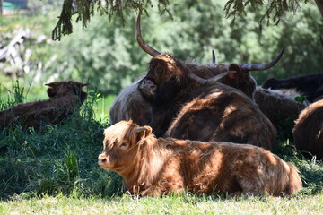 Longhorn cows sitting in field.