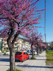 redbuds flowers in the city  cars pathway  pedestrian in spring season ioannina greece