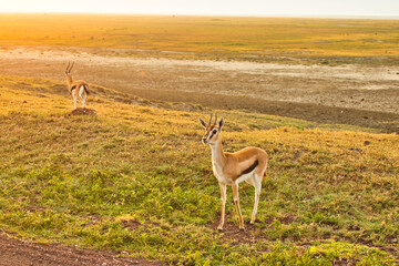 Thomson gazelles at Ngorongoro crater, Tanzania