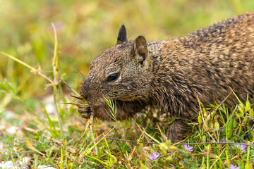 Naklejka na ściany i meble California Ground Squirrel (Spermophilus beecheyi) eats grass.