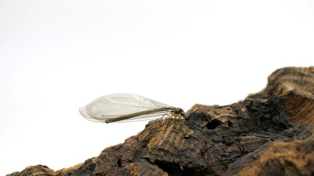 右のほうへ歩いていくウスバカゲロウ