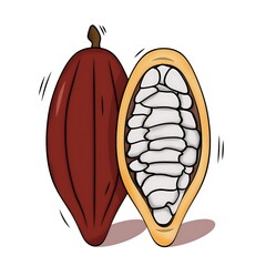 Cacao fruit with its inner beans.