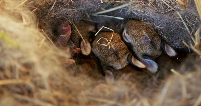 Captivating footage of baby rabbits cuddling in their straw nest, a tender depiction of innocence and warmth in nature.
