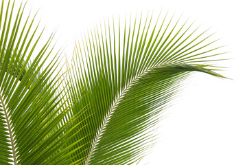 Beautiful coconut leaf isolated on white background.