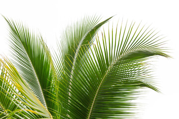 Beautiful coconut leaf isolated on white background.