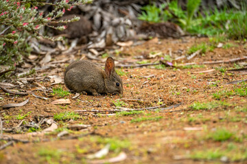 Cotton rabbit in the meadow.