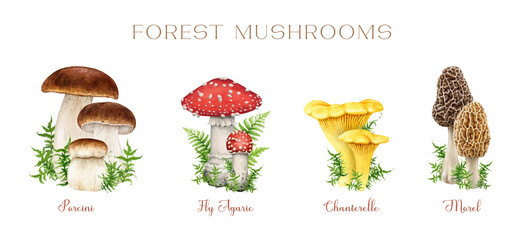 Forest mushrooms vintage style set. Watercolor illustration. Hand drawn porcini, fly agaric, chanterelle, morel mushrooms decorated with green moss. Vintage style mushroom botanical illustration set - obrazy, fototapety, plakaty