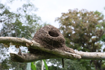Clay John's Nest is brown 