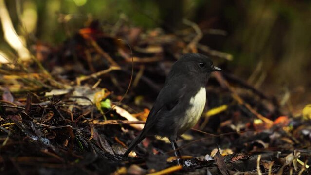 A South Island Robin (Petroica australis) foraging for food in the wild. This is a an endemic and protected species and was filmed on Ulva Island, Southland, New Zealand. Locked telephoto shot