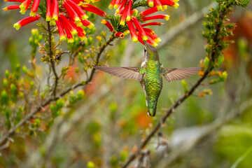 Hummingbird drinks nectar from 
Erica discolor Andrews flower.