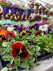 Flowers, flower show. Pansies with delicate scent and vivid colors.