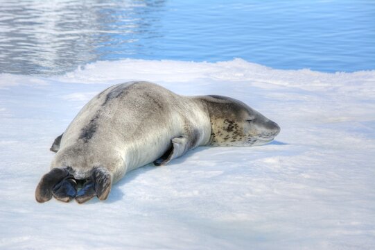 Photo of a leopard seal resting on snowy ground in Antarctic