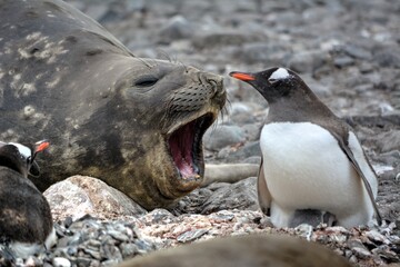 Photo of a elephant seal and a penguin in Antarctica